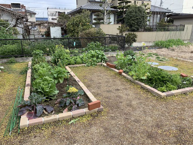 庭の家庭菜園